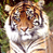 Two side-by-side animated frames of a tiger's face showing mouth movement from closed to open, displayed in a contact sheet layout with pixelated rendering and green background foliage.