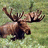 A pixelated moose stands in a grassy field with large antlers, accompanied by red and white text on black background.