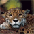 Animals icons for AIM, MSN, MySpace and Yahoo
