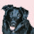 Pixelated static image of a dark-furred dog with blue eyes and scattered light-colored spots on its face against a pale pink background.