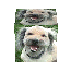 Animated cube with dog face on each visible side, rotating to show multiple angles of the same dog.