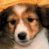 Two side-by-side animated frames of a dog's face with distinct color variations and lighting differences between the left and right panels.