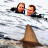 Animated contact sheet of four frames from a buddy icon featuring scenes from the movie Open Water with visible text and shark silhouettes.