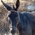 A pixelated image of a dark-furred animal with large ears and horns, partially overlaid with bold white text on black backgrounds.