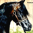 A 2x2 contact sheet of a horse animation with two frames showing the horse's head and neck in profile against a blurred background, and one frame displaying 'CoolBuddy.com' text on a blue background.