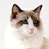 Animated contact sheet showing two cat frames and a text logo on blue background, with gray transparency in bottom-right corner.