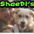 Green pixelated text 'Shaepl'sCute' and 'Dog' above a dog's face in a of four with one empty