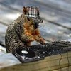 A squirrel wearing a plaid cap sits on a wooden surface with a turntable and vinyl record.
