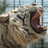 Pixelated image of a light-colored bear with mouth open showing teeth and tongue, set against blurred background.