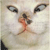 Static 50x50 pixel icon showing a close-up of a cat's face with large eyes and nose, rendered in low-resolution pixels on a light background.