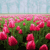 A static pixelated image of a field of pink flowers with green foliage under a light blue sky.