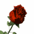 Red rose with green leaves and stem in various open states