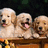 Three light-colored dogs sit on a wooden surface against a dark background, with text reading 'Best Friends Forever' and a heart symbol on the right.