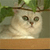 A static pixelated image of a light-colored cat with green eyes, positioned beneath green foliage on a brown branch, against a muted background.
