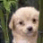 A pixelated dog image with yellow text on a black background reading "Wouldn't it be great, If the world was full of... PUPPIES!!"