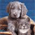 Pixelated image of a light-colored dog with floppy ears sitting on a brown surface against a blue background.