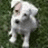 Two side-by-side pixelated dog images on grass, one with blue text 'Marty' above its head.