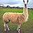 A pixelated static image of a light brown alpaca standing in a green field with distant buildings under a pale blue sky.
