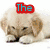 A four- of dog images with overlaid text: 'The' in red, 'Doggies' in green, and 'Club!' in black
