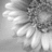 Black-and-white close-up of a flower with layered petals and textured center, displayed in four quadrants.