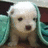Pixelated image of a light-colored puppy with dark eyes and nose, positioned on a teal background with blue text reading "Amber" and "Loves Animals".