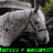 A four- of horse images with text overlays: top-left gray horse, top-right white horse, bottom-left brown horse, and a blank