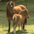 A horse and foal stand together in a grassy field with trees in the background.