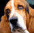 A pixelated dog's face occupies the left side of a split-screen image, with green text reading "Original Icons .com" on a dark green background to the right.