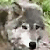 Static pixelated image of a wolf's face with gray and white fur, dark eyes, black nose, and greenish background foliage.
