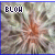 A static image of a flower-like pattern with radiating petals in muted tones, overlaid with the text 'BLOH' at top-left.