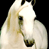 A 2x2 contact sheet of a white horse animation with two frames showing the horse's head against black background and one frame displaying 'CoolBuddy.com' text on blue background.