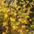 A pixelated static image with a dense pattern of yellow, brown, and dark green hues forming an indistinct abstract composition.