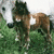 A pixelated image of two horses on grass with four of purple text reading "I'm not that small," "I'm just a mini...," and "ok maybe I am small."