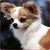 Pixelated close-up of a dog's face with light brown and white fur, dark eyes, and black nose against blurred background.