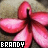 A pink flower-shaped icon with five petals and a dark center, featuring pixelated text reading 'BRANDY' in white on black background at bottom left.