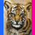 Two side-by-side tiger head images with blue and pink borders, below which is pixelated text reading "SAVE THE TIGERS" on a white background.