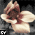 A flower with light brown petals and a dark brown center appears in a of nine , each with distinct text overlays