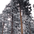 Pixelated grayscale image of multiple tree trunks with dense foliage against a light background.