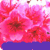 Pixelated image of pink and red flowers with dark brown centers against a purple background, rendered in low-resolution digital style.