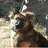 A German Shepherd dog appears in three distinct visual states: a dark-furred version with alert ears, a light-furred version on an orange surface, and a close-up of its face with tongue out.