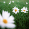 Static image of three white daisies with yellow centers on a green grassy background, one in foreground blur and two in sharp focus.