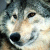 Pixelated close-up of a wolf's face with light-colored fur, dark eyes, and a black nose against a blurred background.