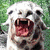 A split-screen image shows a white llama with an open mouth on the top left and a calm expression below, next to text reading "this is sebastians pet lama" and "he's normal sorta? oh well!".