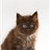 Brown tabby cat with white chest and paws, ears perked, eyes partially closed, pixelated image against light background.