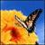 Animals icons for AIM, MSN, MySpace and Yahoo
