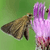 A brown moth with patterned wings rests on a pink and purple flower against a green background.