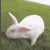 iconhell_emopnknerd_bunny1