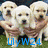 Animated sequence showing three light-colored puppies on grass with blue text, transitioning to a grayscale close-up of a dog's face with pink text, then to a puppy wearing pink glasses.