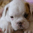 A split-screen image with a bulldog on the left and green text reading "I LOVE BULLDOGS!!!" on the right, where the bottom-right section is blank.
