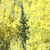 A pixelated static image with a yellow and green color palette showing a vertical dark green shape against a yellow background.